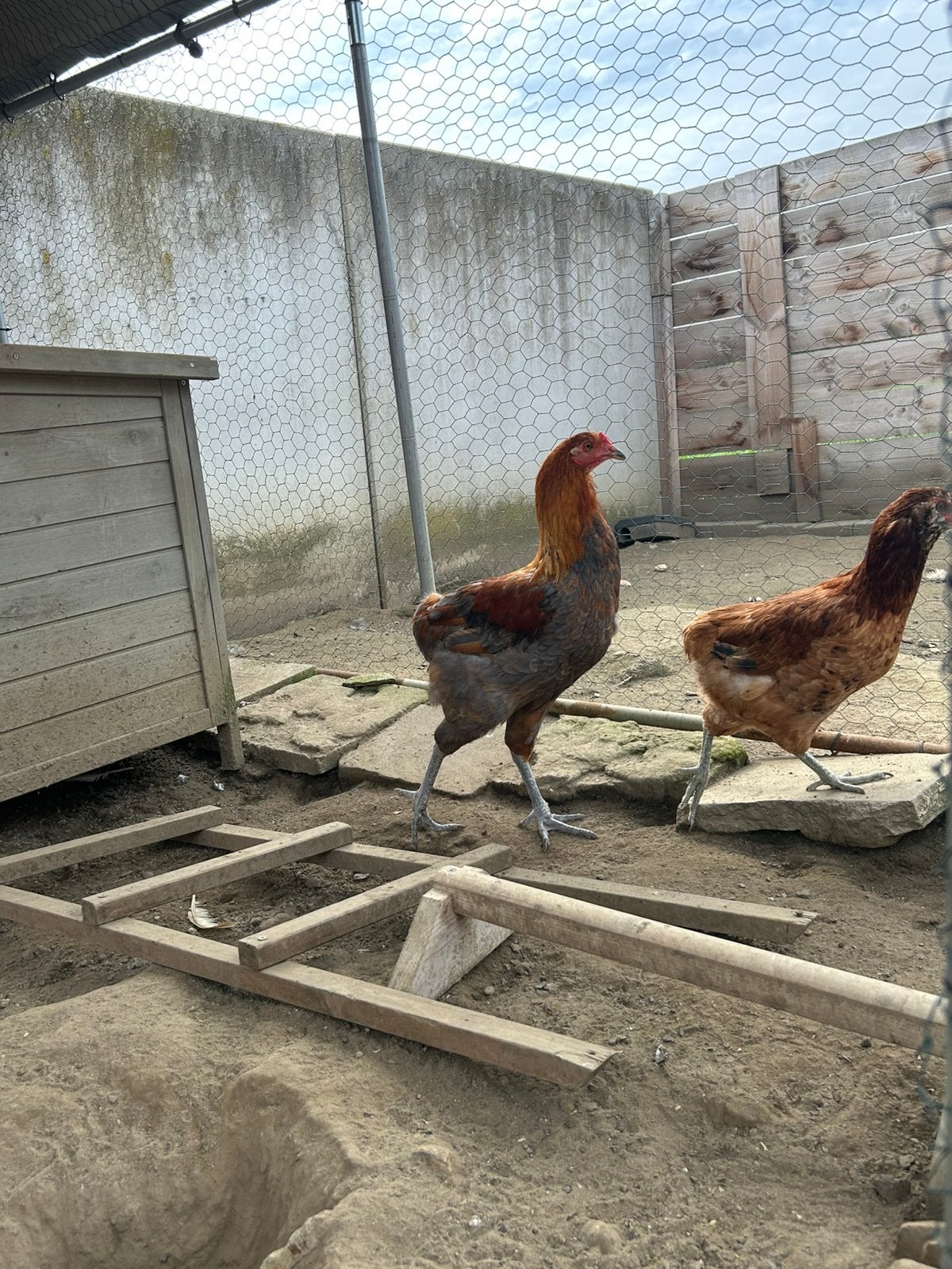 3 arau cana kippen, Dieren en Toebehoren, Vrouwelijk, Kip