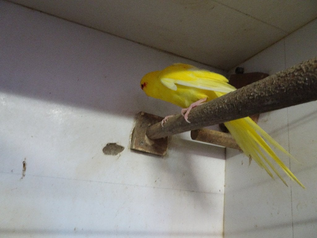 kakariki (geel), Animaux & Accessoires, Femelle, Perruche