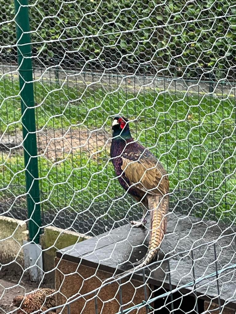 Fazanten eieren, Dieren en Toebehoren, Pluimvee, Overige soorten