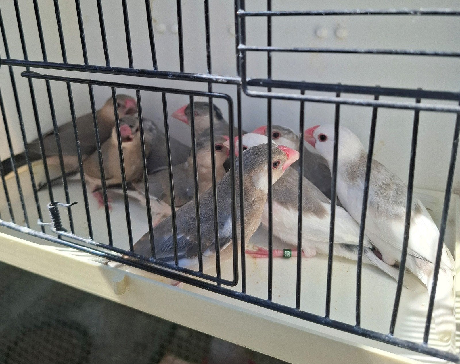 rijstvogels
9 mooie rijstvogels, gek