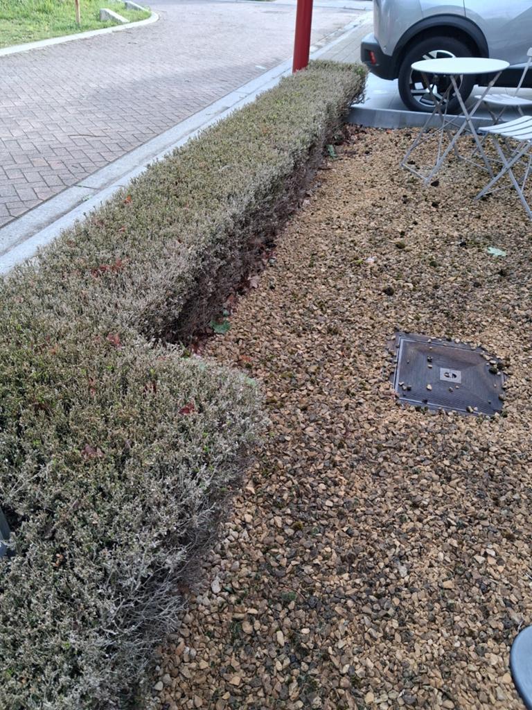 GRATIS buxushaag, Tuin en Terras, Grind, Keien en Split, Ophalen
