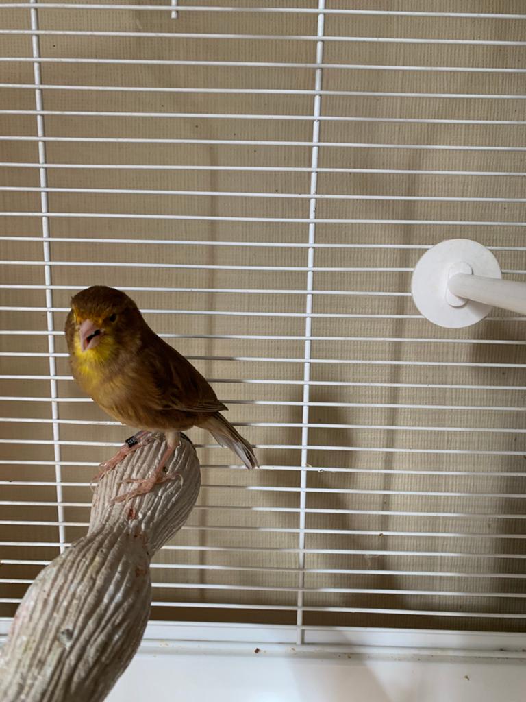 Phaeo kanari met kooi, Dieren en Toebehoren, Vogels | Kanaries