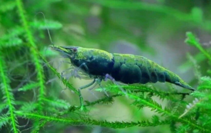 Garnalen / garnaal / aquarium, Enlèvement ou Envoi