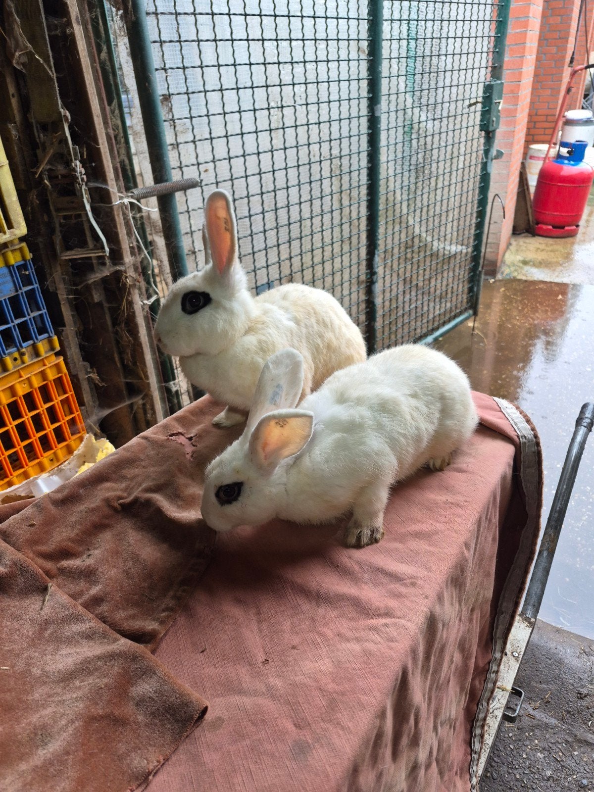 wit van hotste  2 voedsters en een ram, Dieren en Toebehoren, Meerdere dieren, Groot, 0 tot 2 jaar