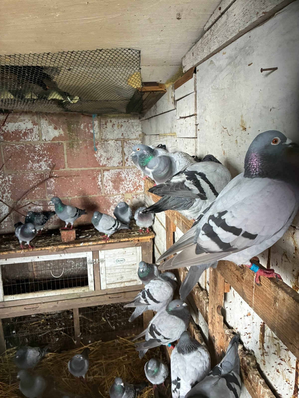Duiven (postduif), Postduif