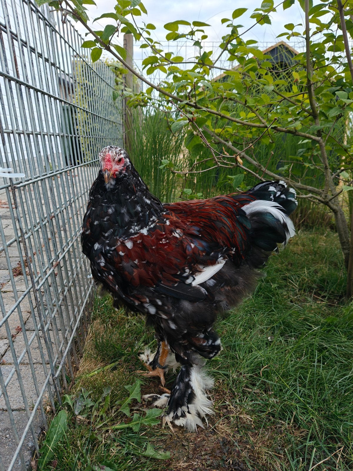 Brahma roodporselein haan, Dieren en Toebehoren, Pluimvee