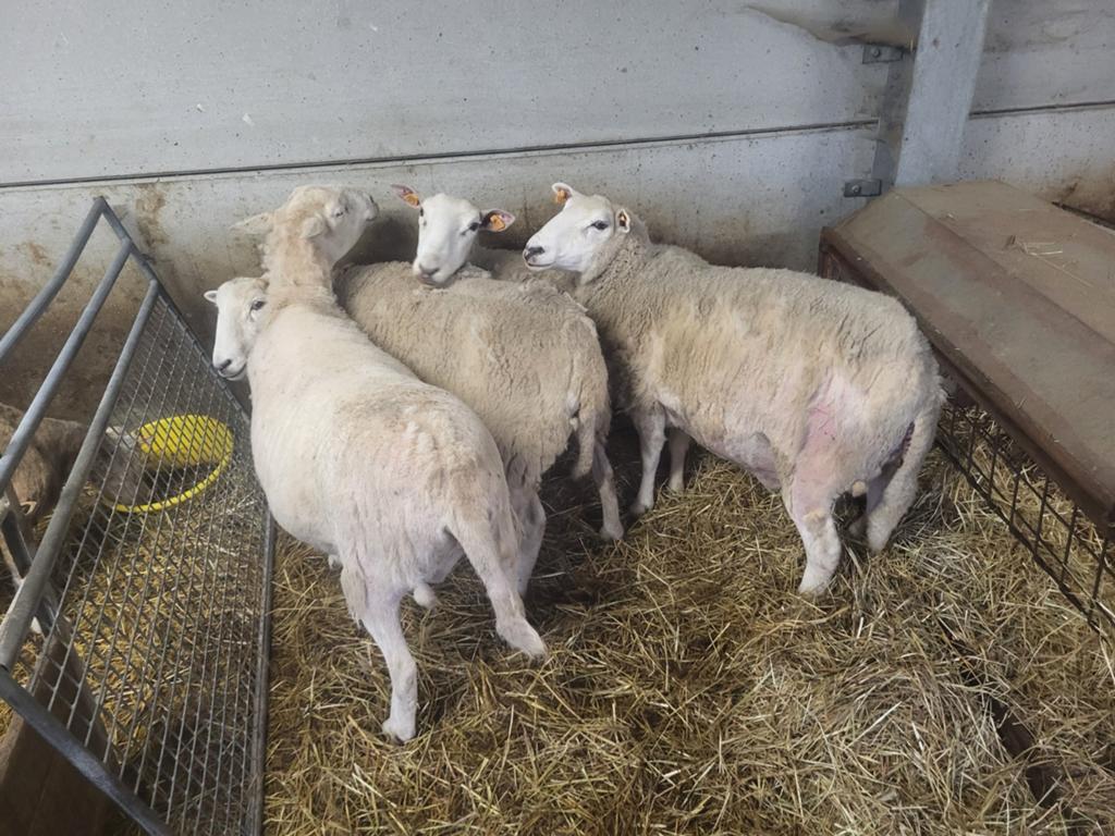 Mouton femelle, Animaux & Accessoires, Femelle, Mouton, 3 à 5 ans