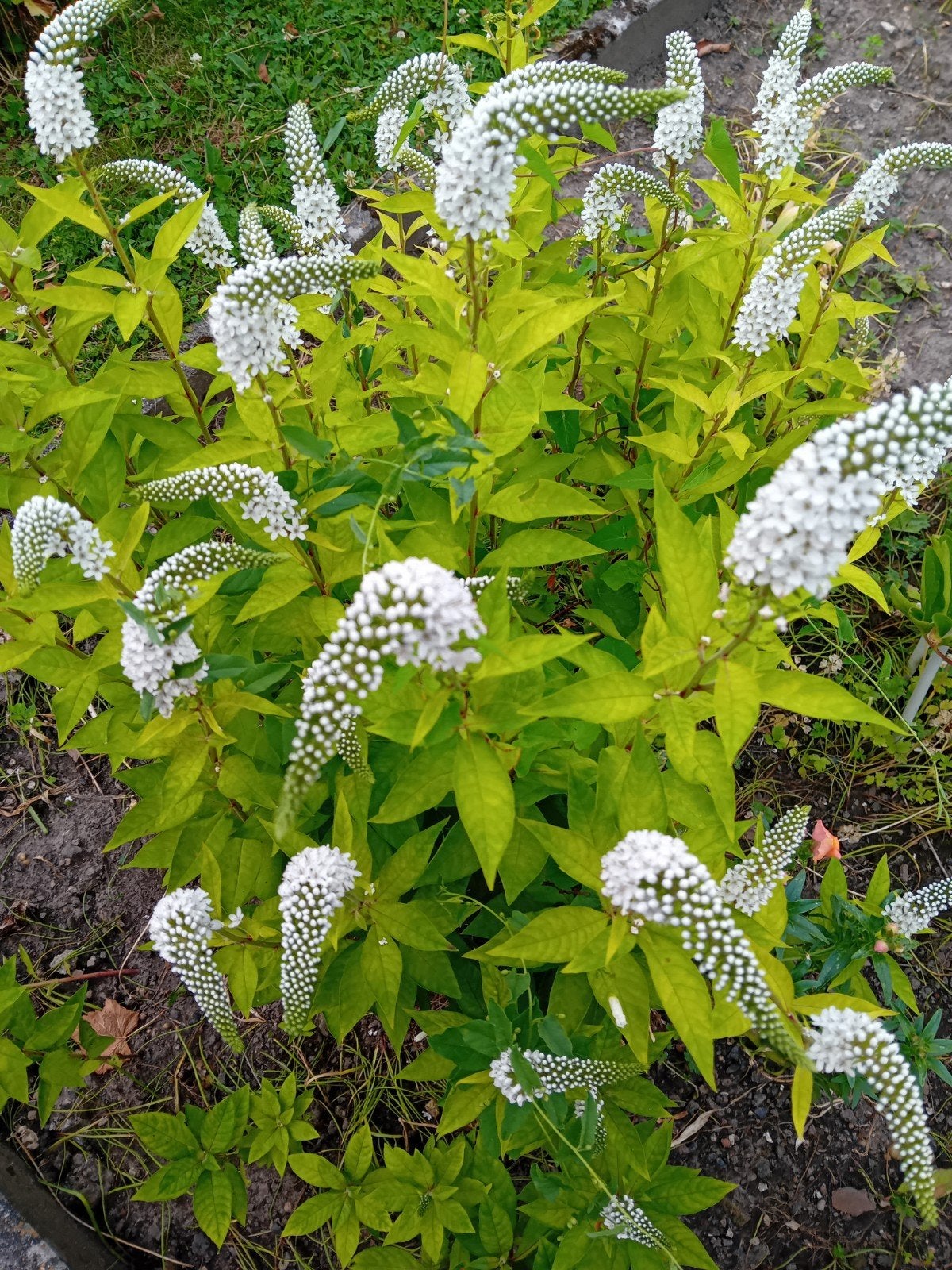 Plante  Lysimaque vivace