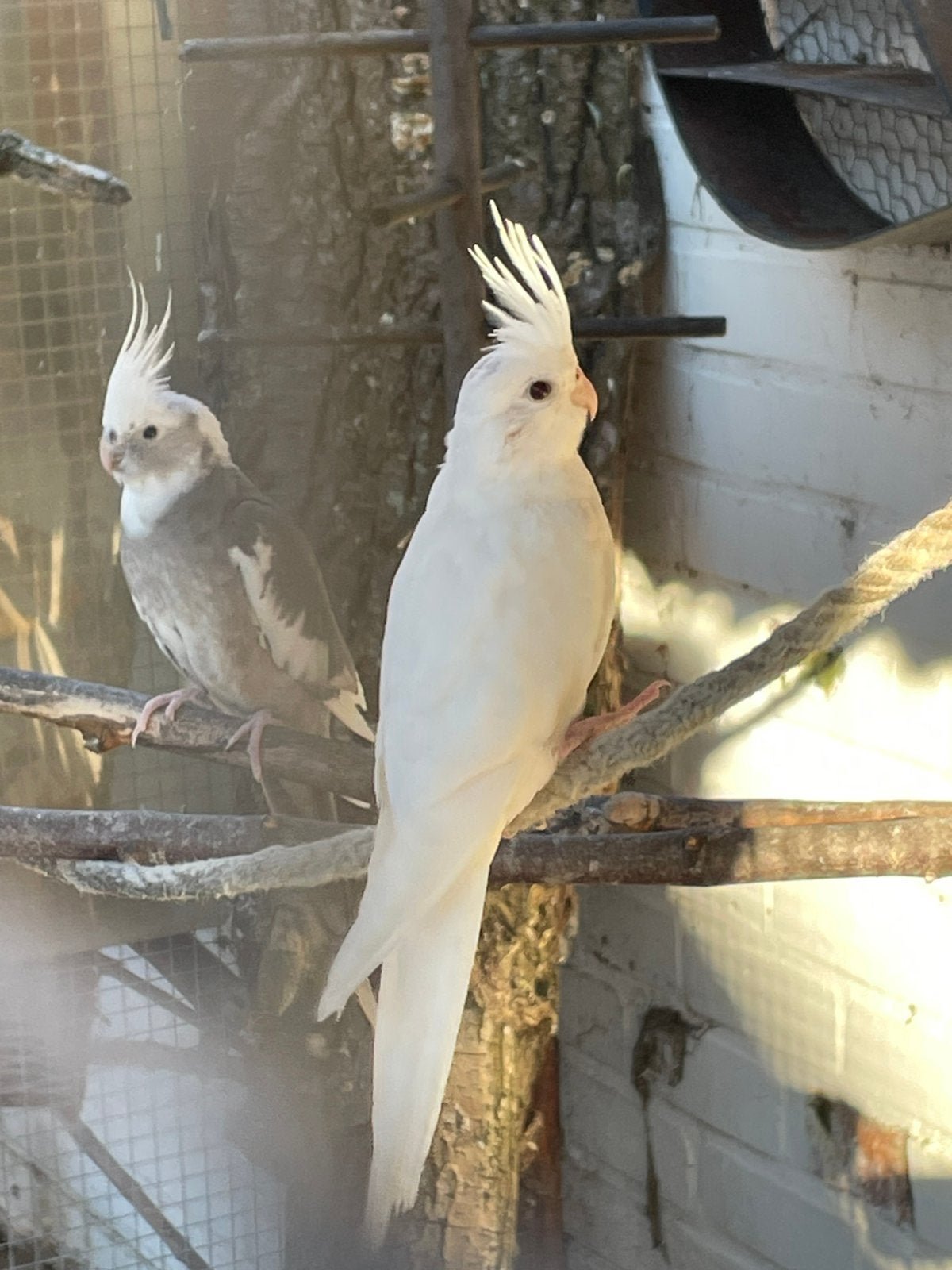 Valkparkiet, Dieren en Toebehoren, Geslacht onbekend, Tam