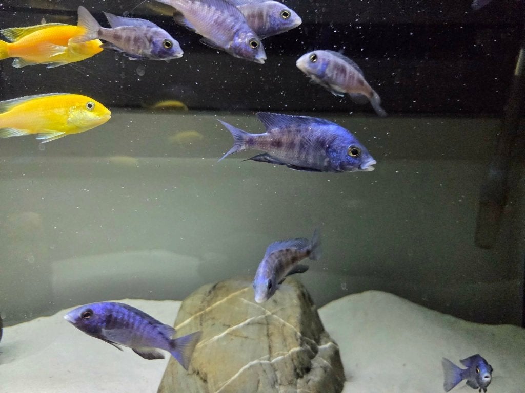 Cichlidés à vendre Placi. White Lips & Yellow Labs — Aalter, Animaux & Accessoires, Poisson, Poisson d'eau douce