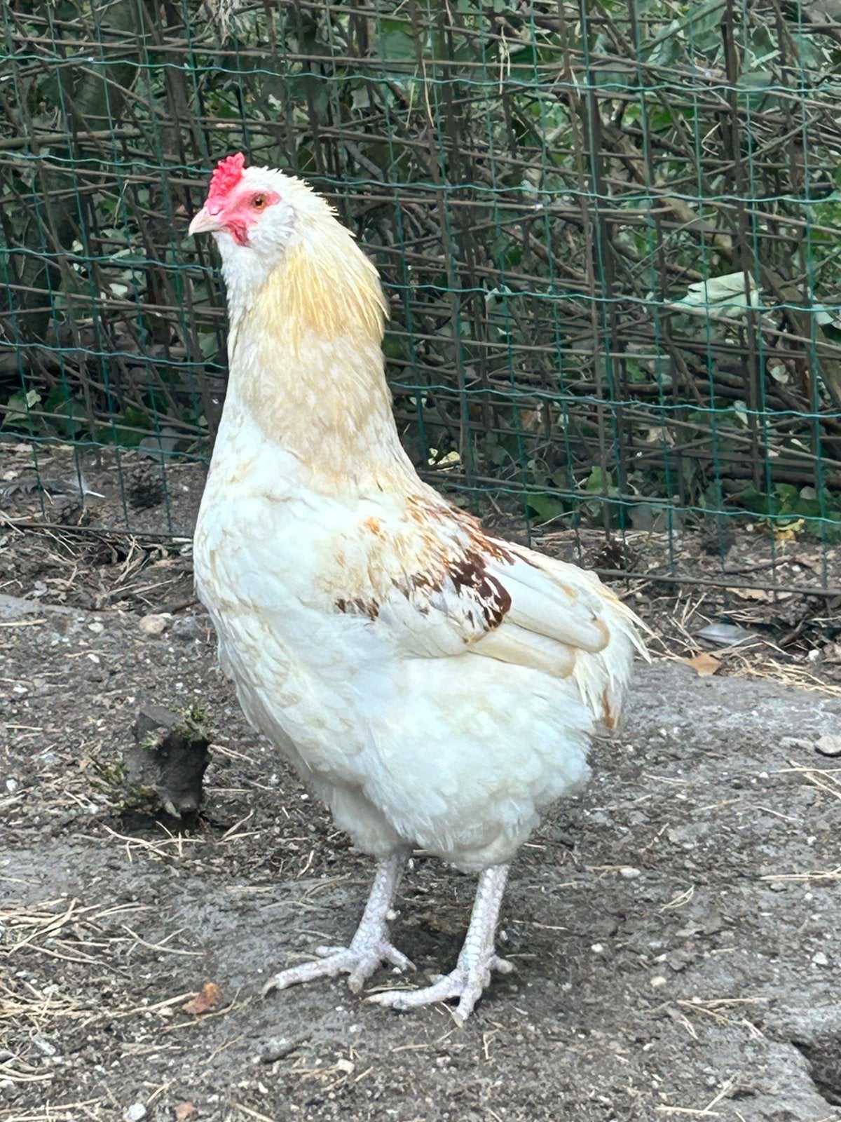 Araucana kruising haan, Dieren en Toebehoren