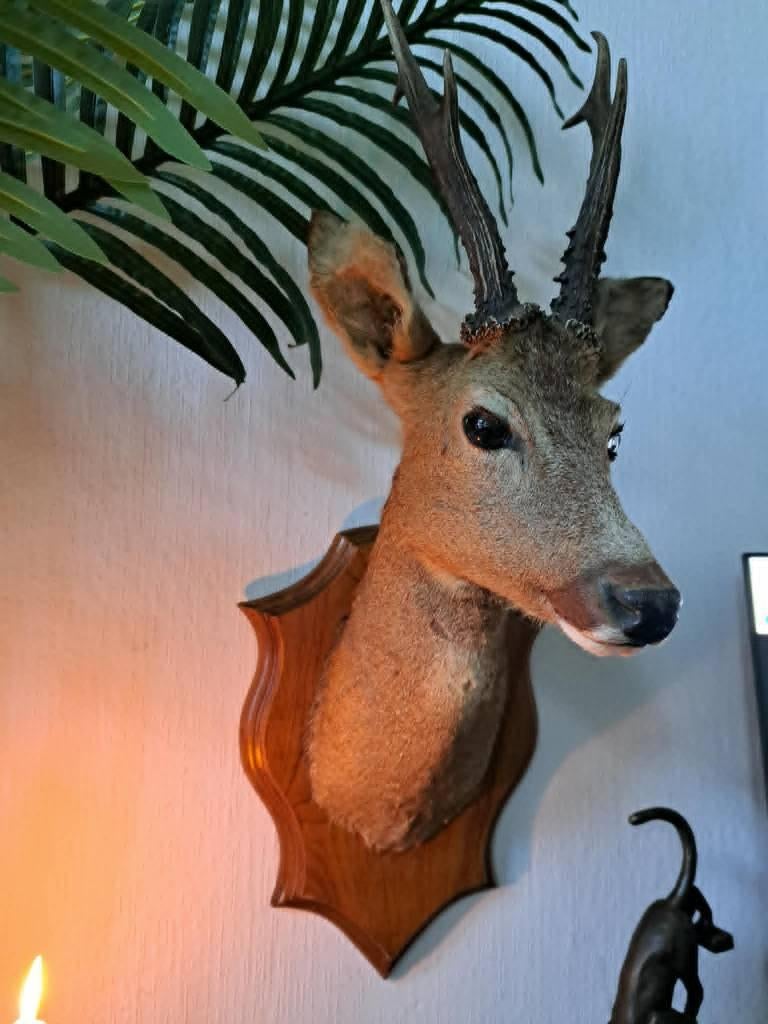 Taxidermie chevreuil (Brocard), Enlèvement