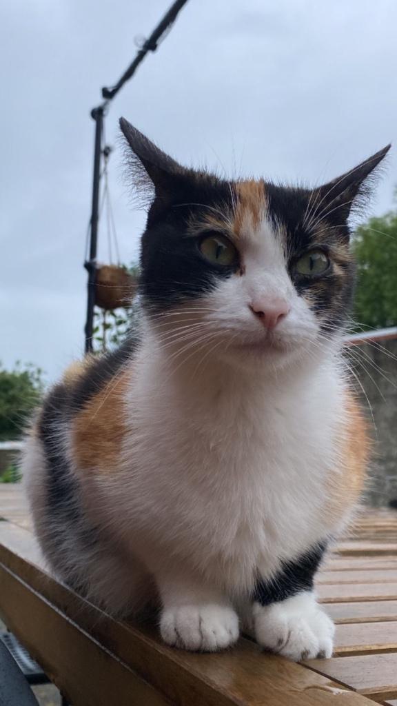 Kat, Animaux & Accessoires, Paniers pour chats, Enlèvement, Comme neuf, Autre