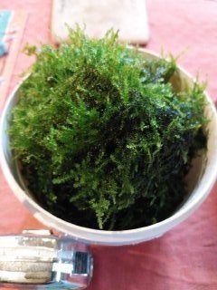 Javamos 1 ltr pot vol, Dieren en Toebehoren, Vissen | Aquaria en Toebehoren, Ophalen