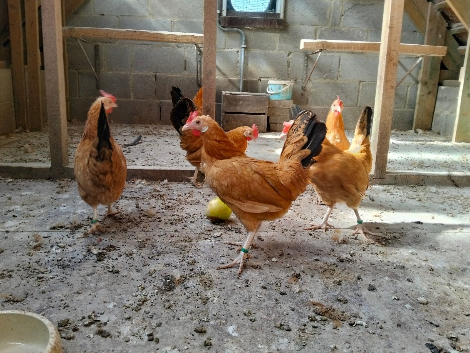 trio (1 haan en 2 hennen) gele van mehaigne (kriel), Dieren en Toebehoren, Pluimvee