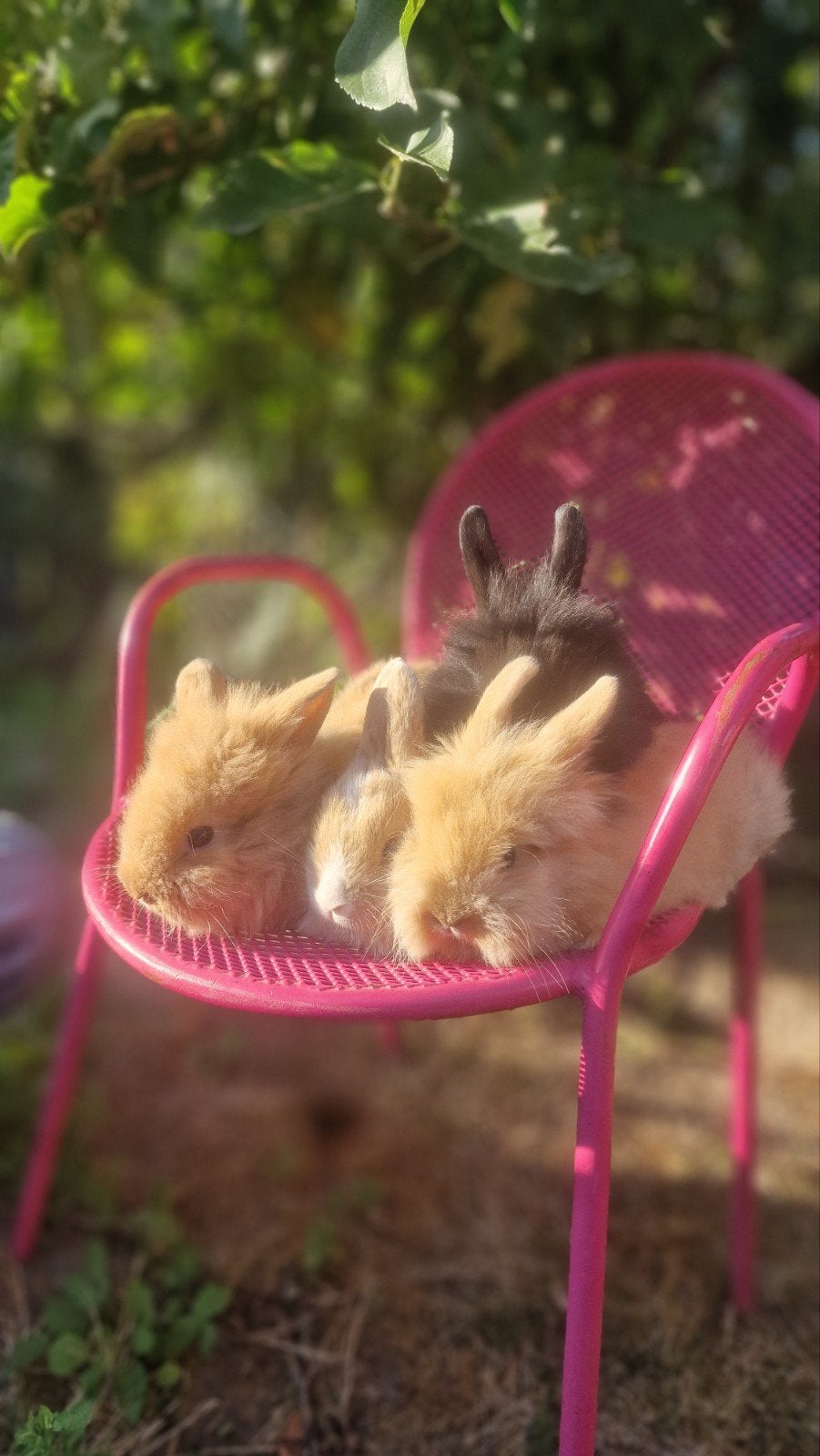 Baby dwergkonijntjes, Meerdere dieren, Dwerg, 0 tot 2 jaar