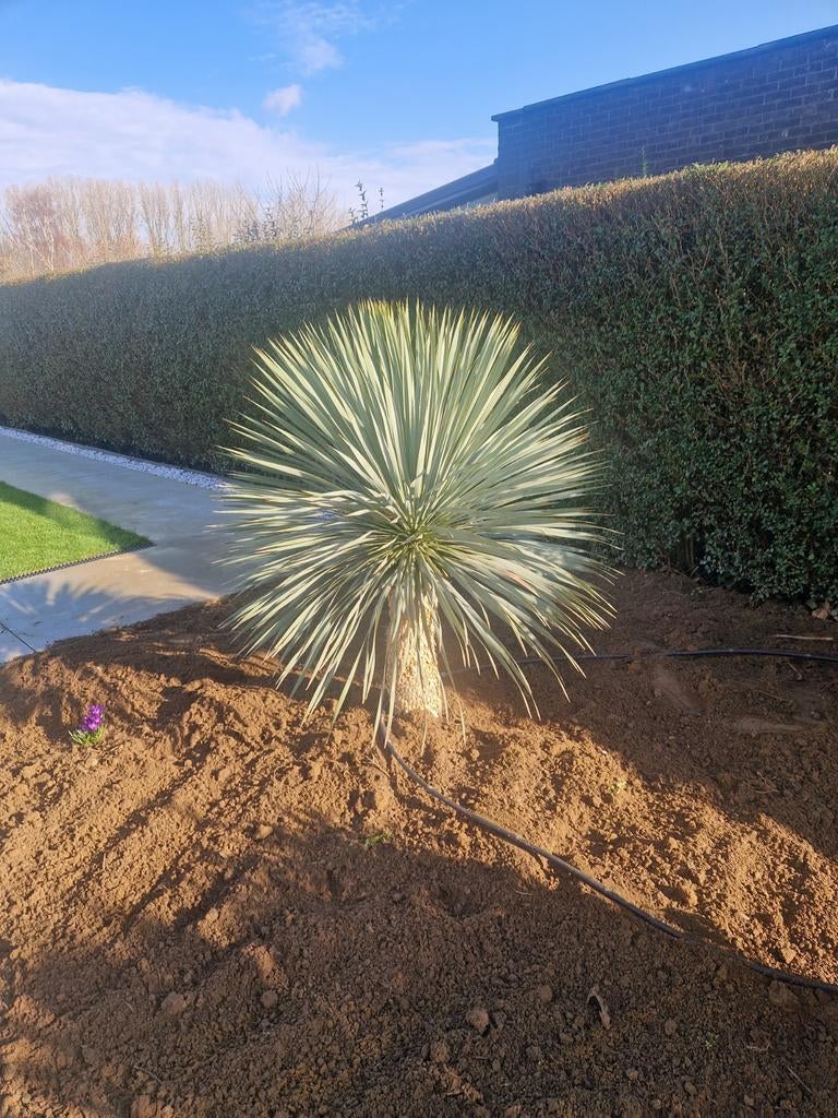 Palmlelie 1m65, Tuin en Terras, Ophalen