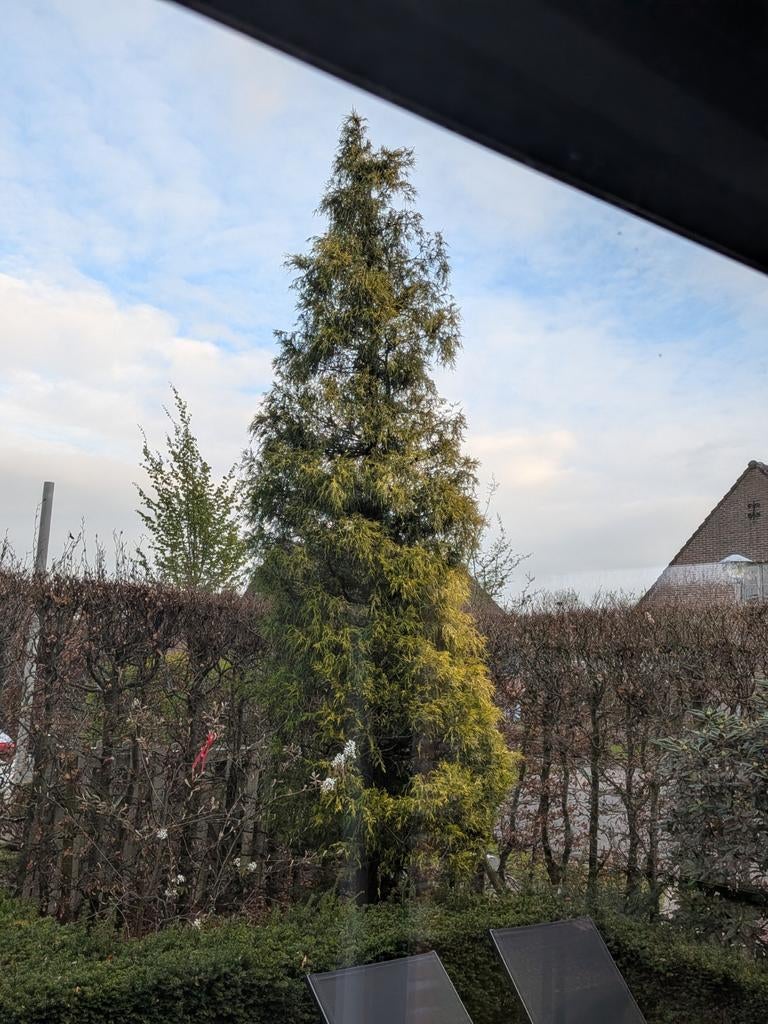 Kerstboom/grote spar, Tuin en Terras, Planten | Bomen, Ophalen
