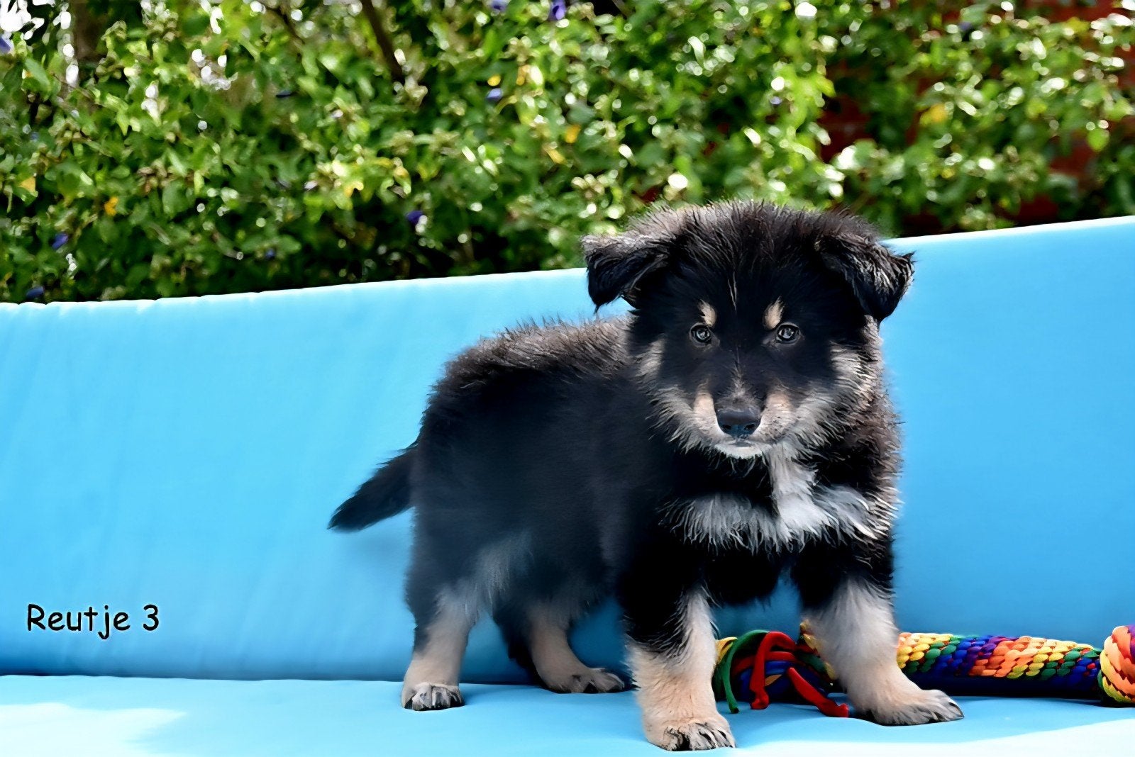Prachtige kruising Herder pups, België, CDV (hondenziekte), 8 tot 15 weken, Collie