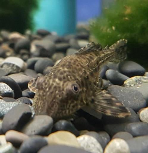 Hypostomus plecostomus – Pleco algeneter