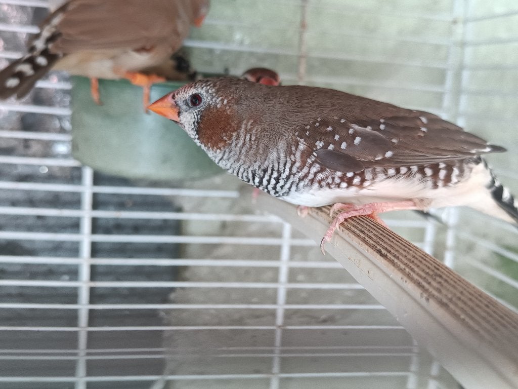 kruising / hybride - ceresamadine x zebravink, Dieren en Toebehoren, Vogels | Overige Vogels, Meerdere dieren, Tropenvogel, Geringd