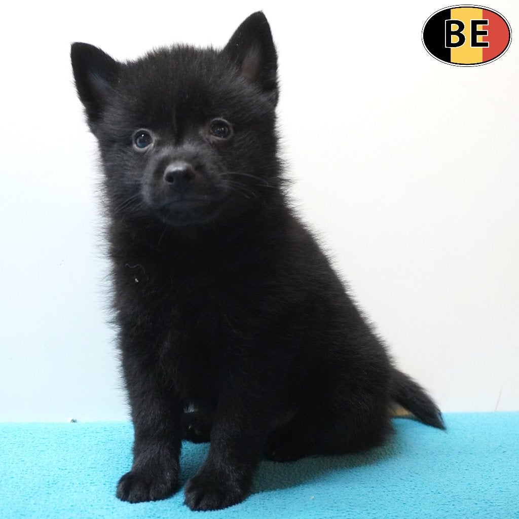 Schipperke (mâles) chiots belges à vendre, Animaux & Accessoires, Chiens | Bergers & Bouviers, Chien (mâle), Autres races, Commerçant