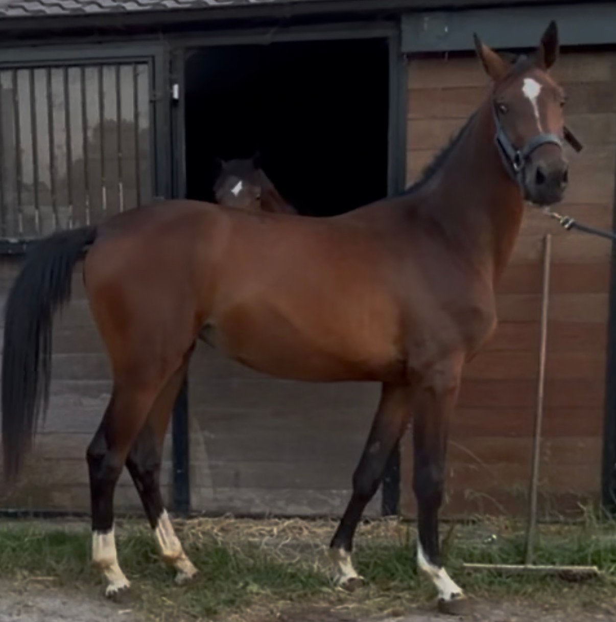2 jarige spring merrie, Dieren en Toebehoren, Paarden, Merrie, Springpaard, Met stamboom, 0 tot 2 jaar