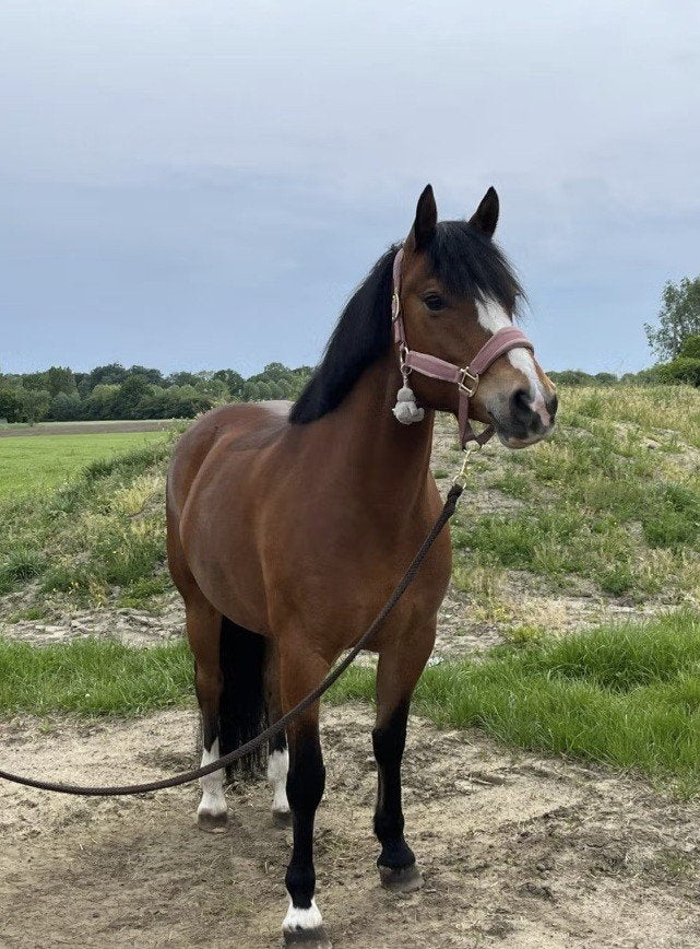 9-jarige Freiberger merrie met een gouden hart, Merrie, Minder dan 160 cm, 7 tot 10 jaar, Recreatiepaard