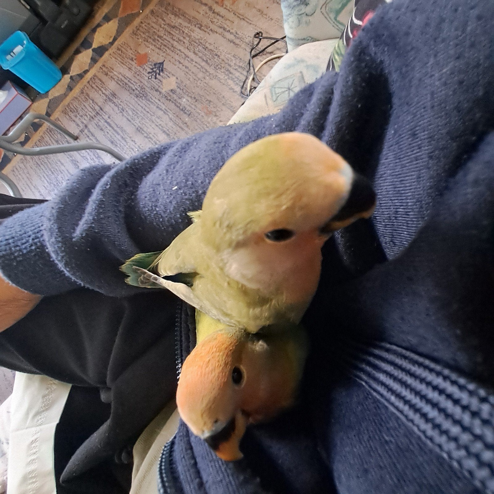 2 Jonge agapornide roseicollis, Plusieurs animaux, Perroquet, Domestique
