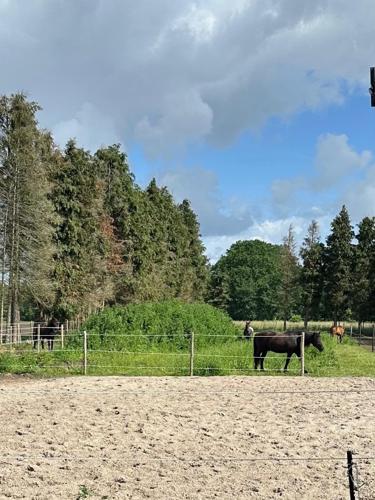 Plekje voor ruin