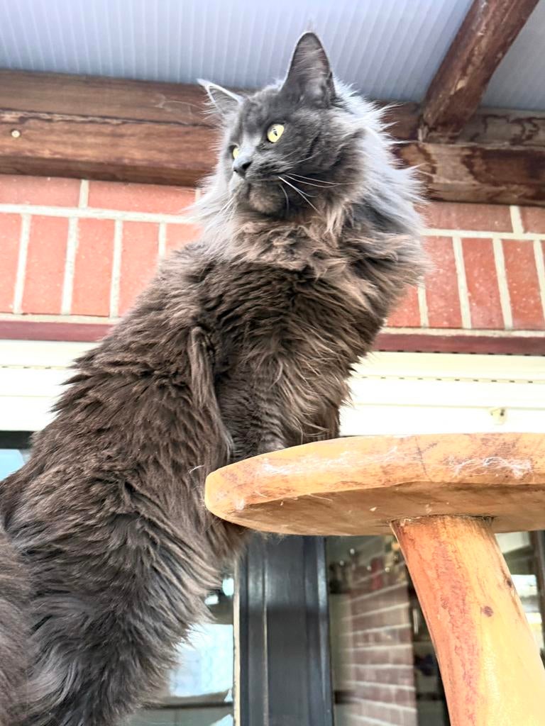 Blue Smoke poes met stamboom! Gereserveerd ❗️, Poes, Met stamboom, 0 tot 2 jaar