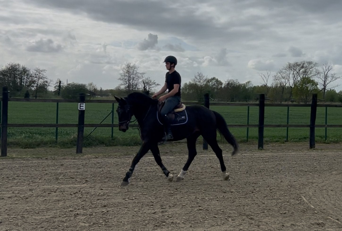 Brave 4jarige zangerheide ruin, Dieren en Toebehoren, Paarden, Springpaard, Met stamboom, Ruin, Zadelmak