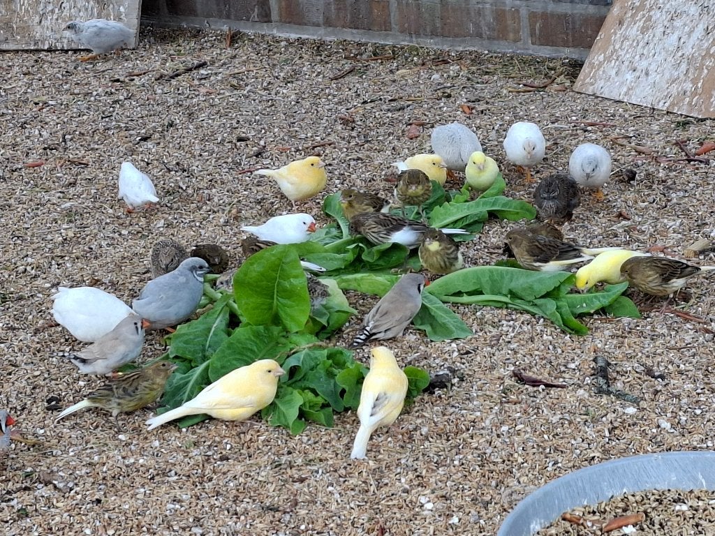 Jonge chinese kwartels, donker, grijs, of wit, Dieren en Toebehoren, Vogels | Overige Vogels, Meerdere dieren