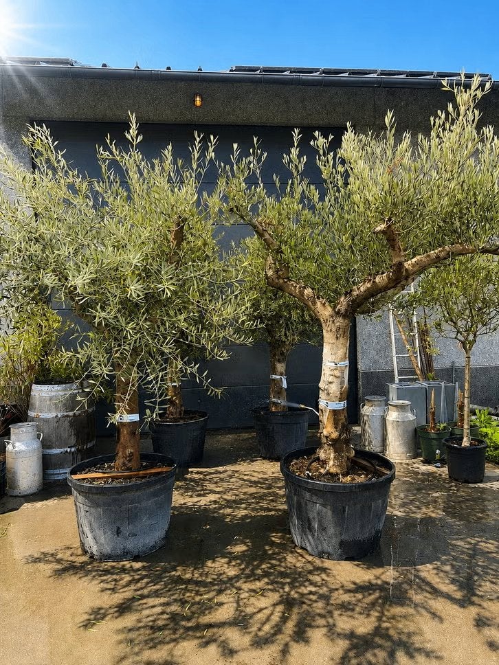 Prachtige Olijfboom bij PROMOplant, Ophalen of Verzenden, In pot, Olijfboom