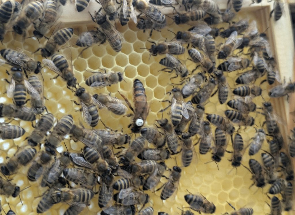 Bijenvolkje Buckfast op 6 ramen, koningin van 2026, Animaux & Accessoires, Abeilles