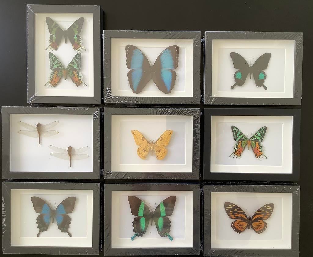 Kaders met vlinders, Enlèvement ou Envoi, Neuf