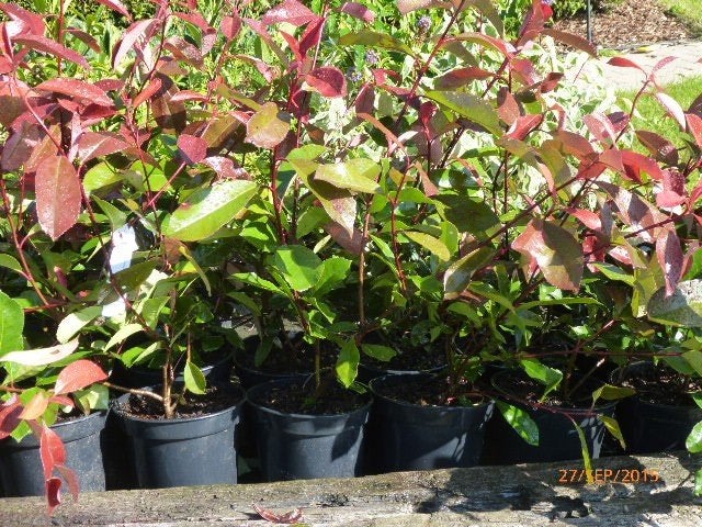 Photinia pour haie, Jardin & Terrasse, Enlèvement, Haie