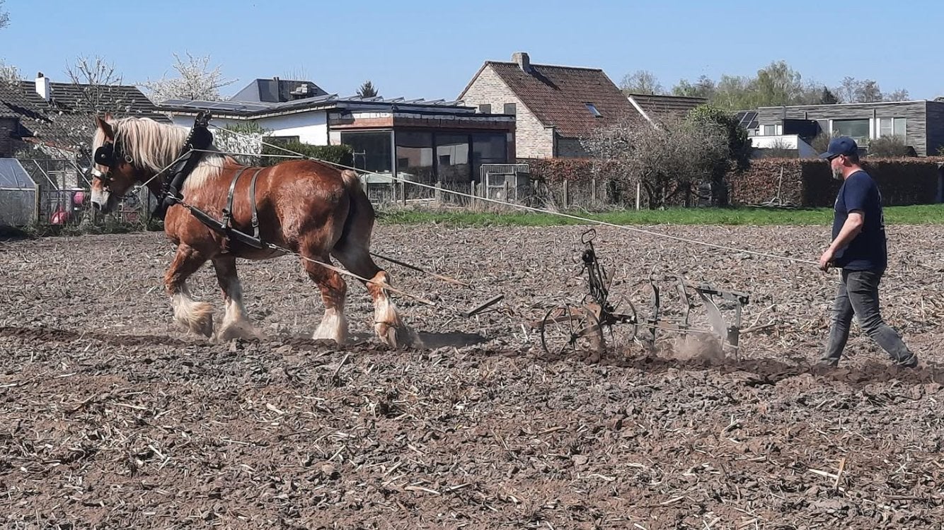 Trekpaard merrie, Dieren en Toebehoren, Paarden, Merrie, Met stamboom, 11 jaar of ouder, Recreatiepaard