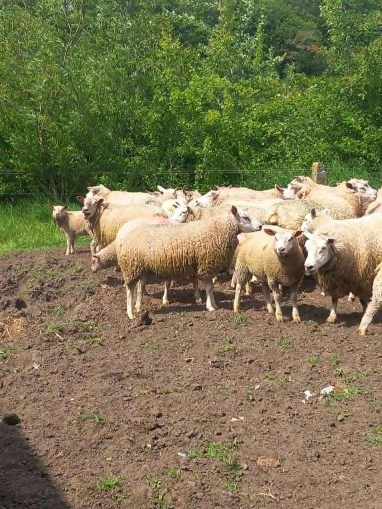 Schapen