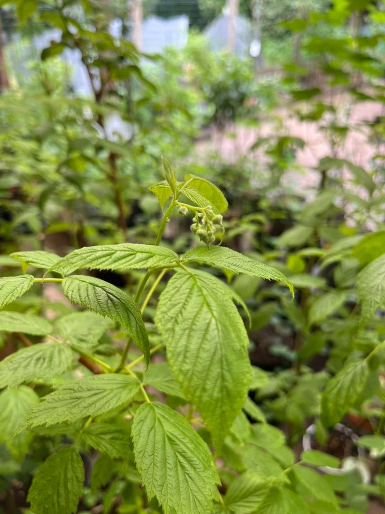 Gele frambozenplanten te koop een zomerse topper!, Tuin en Terras, Vaste plant, Ophalen of Verzenden, Halfschaduw, Zomer