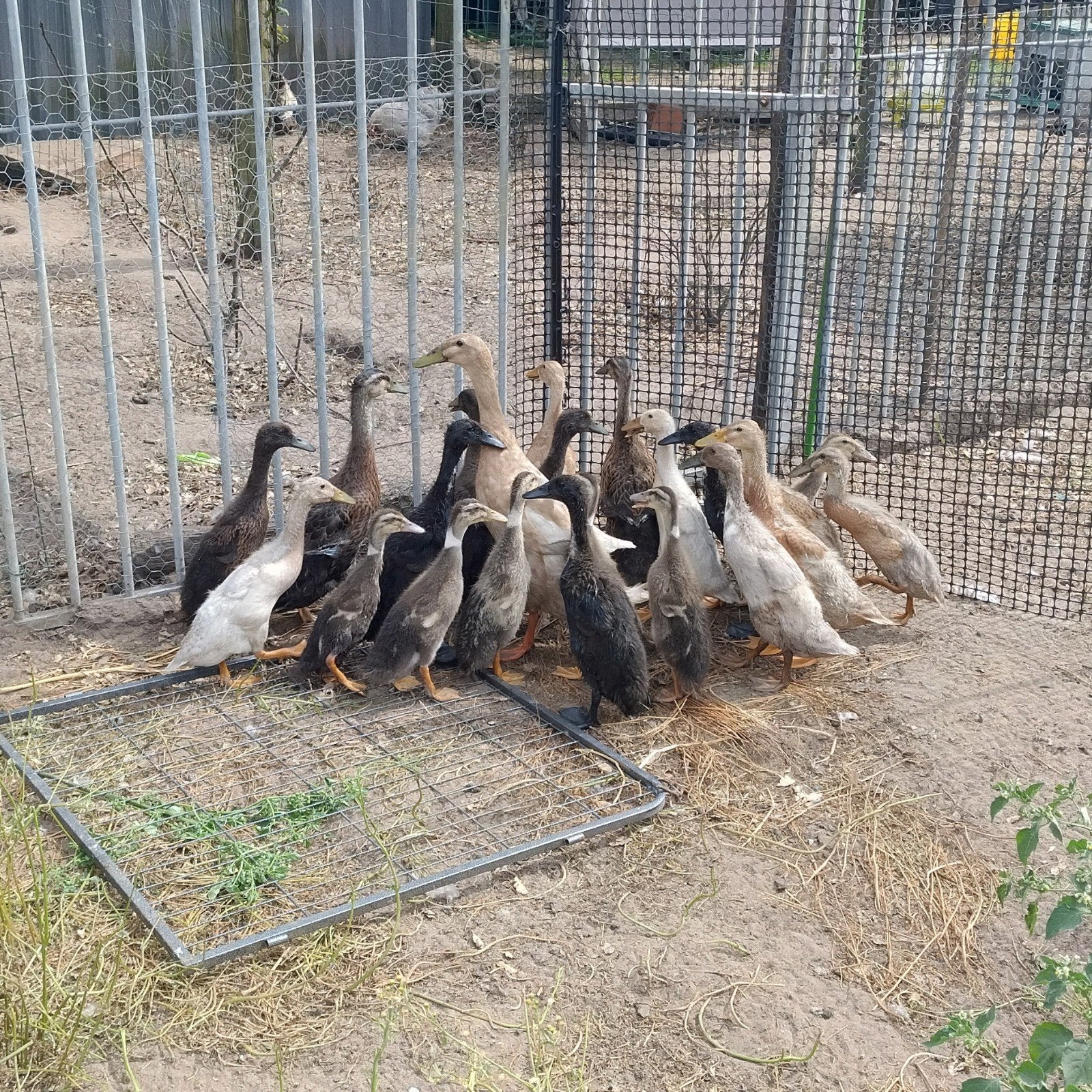 indische loopeenden, Dieren en Toebehoren, Pluimvee, Meerdere dieren, Eend