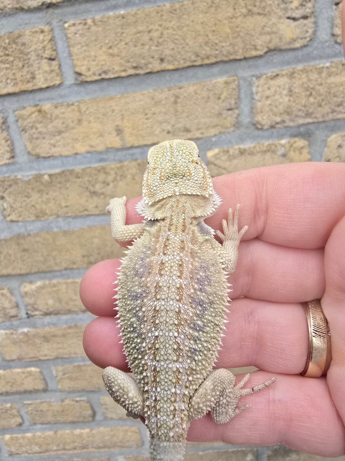 Prachtige witblits baardagaam, Dieren en Toebehoren, Amfibie