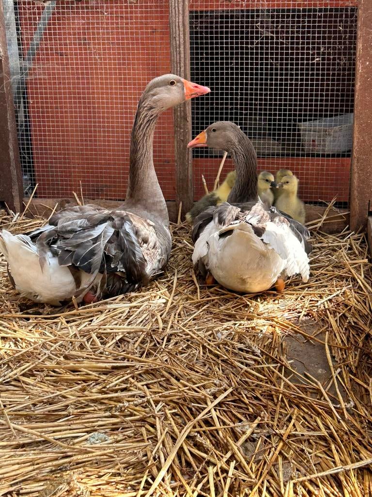 Koppel krulveerganzen met jongen, Meerdere dieren, Eend