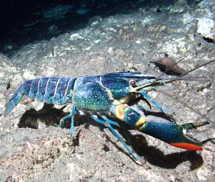 cherax quadricarinatus kreeft verzenden mogelijk, Kreeft, Krab of Garnaal, Zoetwatervis, Schoolvis