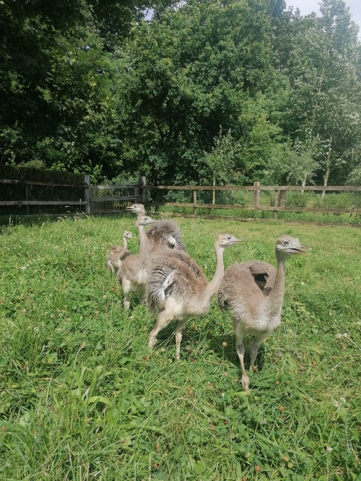 5 nandoes van eind mei, Dieren en Toebehoren, Pluimvee, Geslacht onbekend, Overige soorten