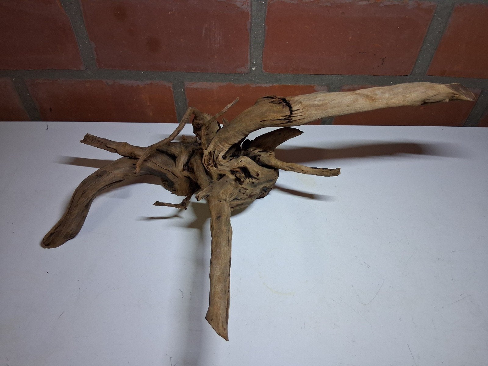 spider Wood aquarium, Ophalen, Gebruikt, Decoratie, Overige merken