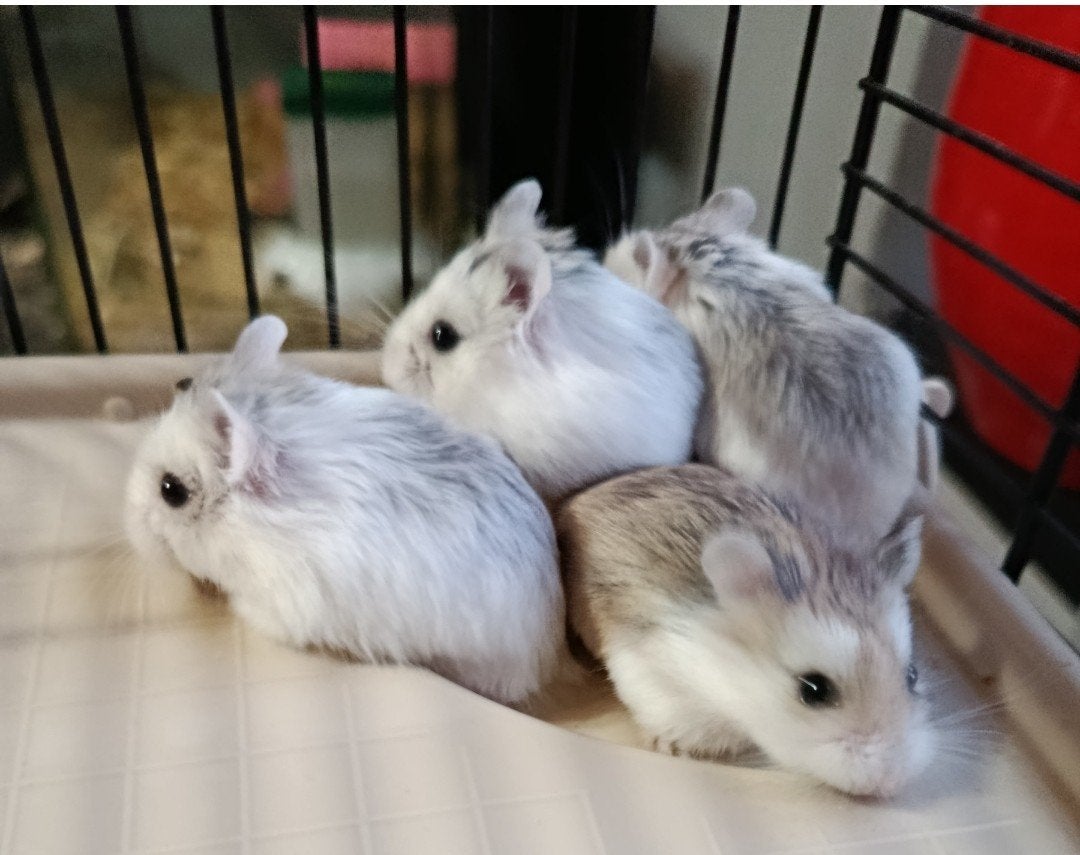 Hamster du désert à vendre, Hamster, Mâle, Domestique, Mai