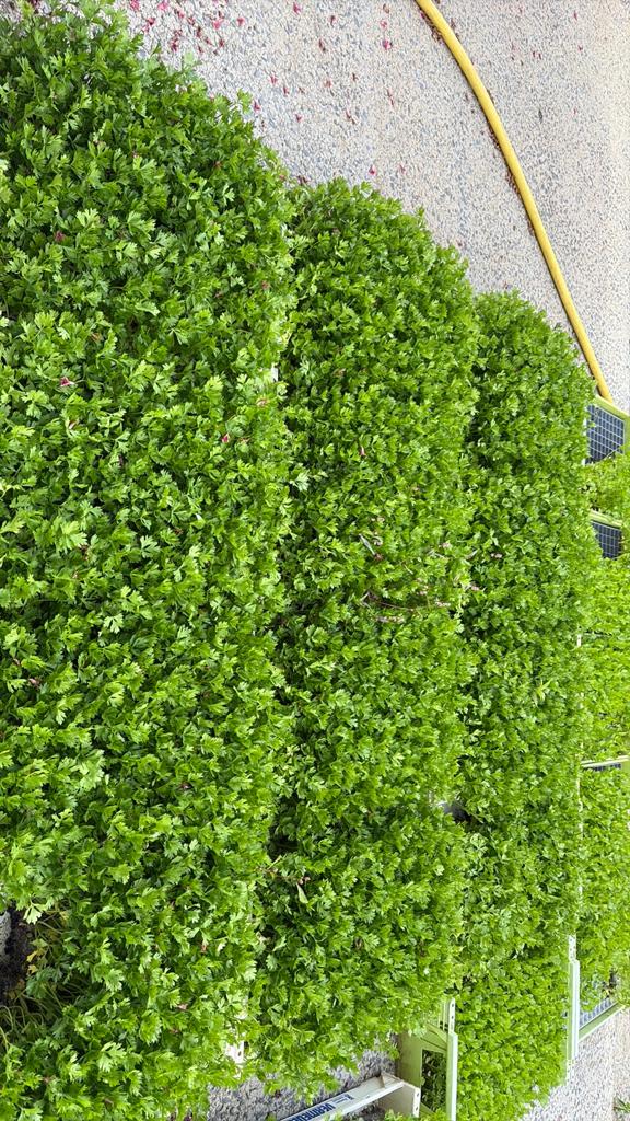 Knolplanten boston, Ophalen