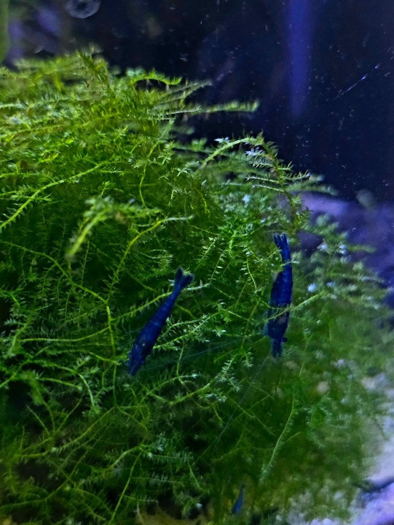 Neocaridina davidi blue dream, Animaux & Accessoires