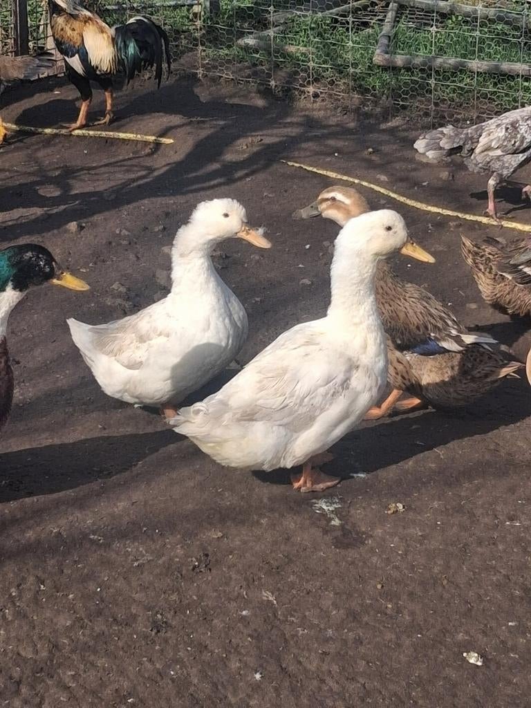 Koppel pekingeenden, Meerdere dieren, Eend